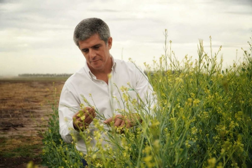 Sebastián Bravo: &quot;Carinata es un cultivo de uso industrial. Su fin comercial es generar biocombustible para aviones y la alimentación animal&quot;