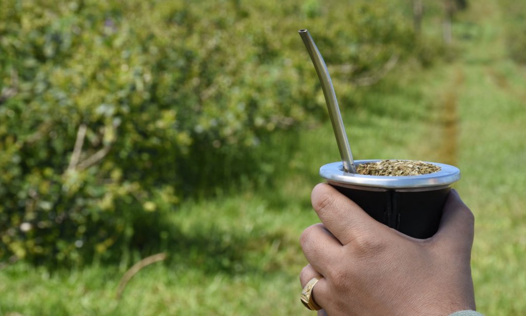 ¿Cuál es la diferencia entre la yerba tradicional y la orgánica?