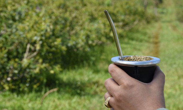 ¿Cuál es la diferencia entre la yerba tradicional y la orgánica?