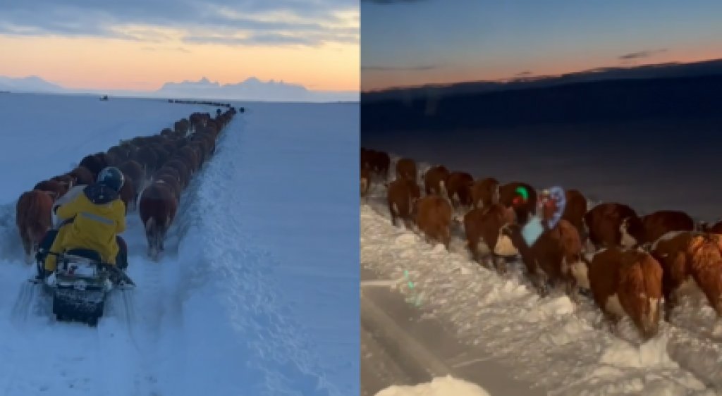 El drama de salvar a los animales en medio de la ola de frio en la Patagonia