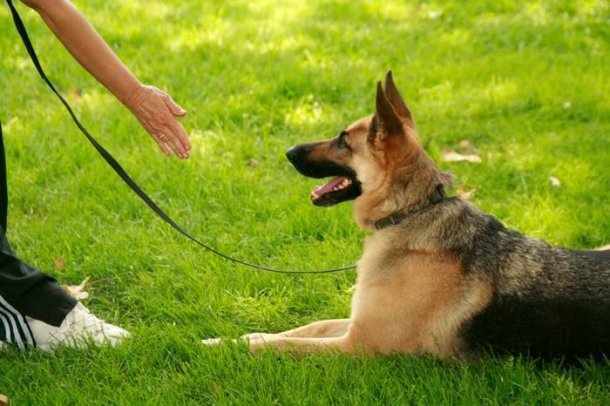 Las claves para adiestrar a tu mascota por Ariel Zapata