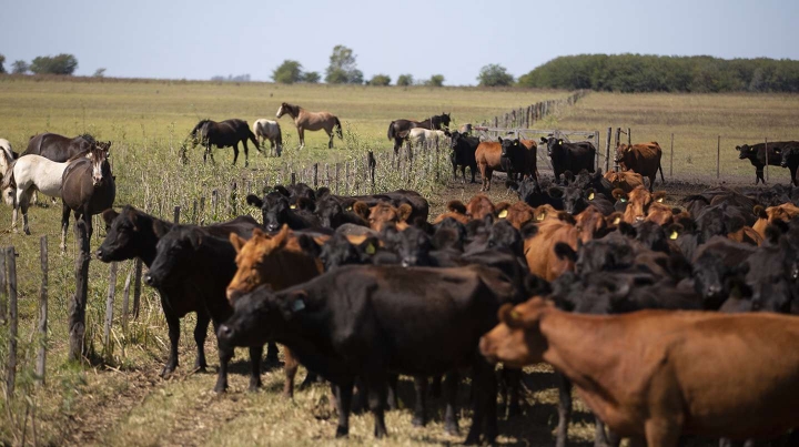 Encuentran más de 200 cabezas de ganado en uno de los campos del ex gobernador tucumano José Alperovich