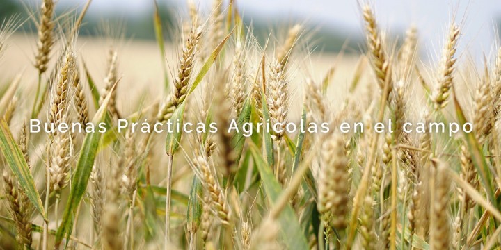 Mariela Pletsch: &quot;“Desde CASAFE promovemos las buenas prácticas agrícolas mediante el buen uso de los fitosanitarios”