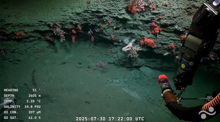 Gregorio Bigatti sobre el streaming de la expedición marina del Conicet en el Cañón de Mar del Plata