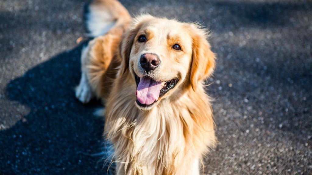 Lorena Amara: una historia de vida alrededor del cuidado de sus siete perros Golden