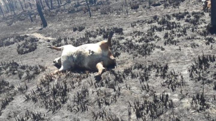 Formosa amenazada por la sequía, Miras a los costados y ves fuego permanente relató Roberto Consolani