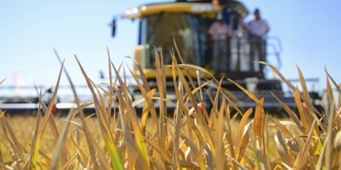 Productores de Entre Ríos piden medidas para revertir el éxodo del arroz: “Aspiramos a recuperar 50 mil hectáreas”, dijo Jorge Paoloni