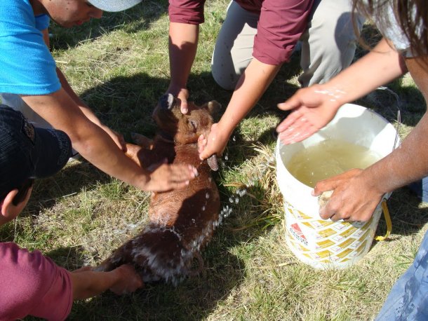 La polémica por el juego del chancho enjabonado: "A veces termina con la muerte del animal"