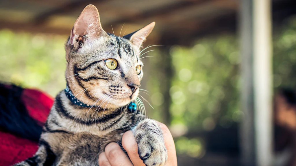 Abrió sus puertas en el 2004 y ya lleva 40.000 adopciones: conoce la historia del primer hogar de protección felina de la Argentina