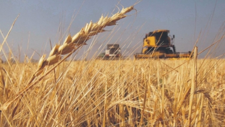 Las principales claves sobre la cosecha de trigo