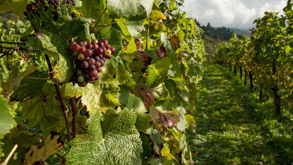 Claudio Del Pozo: &quot;A raíz de la falta de vidrio y por la ecología se envasa vino en Bag in box&quot;