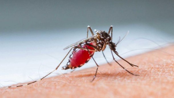 Eduardo López: "Es posible que para fin de año tengamos una vacuna para combatir al dengue"