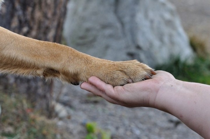 España: dejaron de calificar a los animales como &quot;cosas&quot;