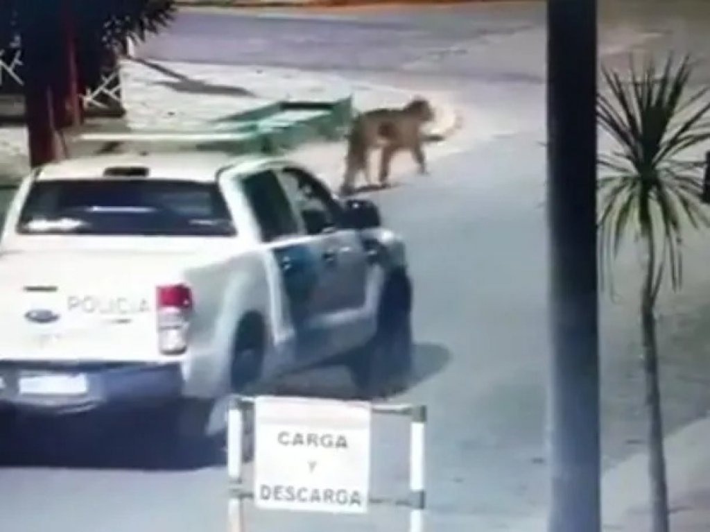 Temor en Villa Gesell por dos pumas sueltos en las calles: suspendieron las clases y piden quedarse en las casas