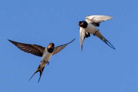 ¿Por qué las golondrinas tienen un vuelo errático?