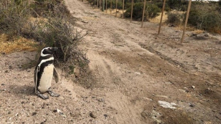 Grave denuncia en Punta Tombo: aplastó 140 nidos de pingüinos y murieron cientos de ejemplares