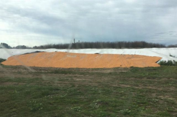 Dañaron 20 silo bolsas en Vedia