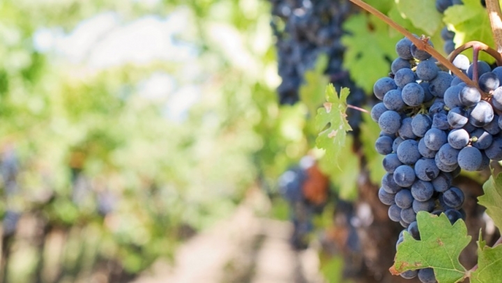 Día mundial del Malbec 