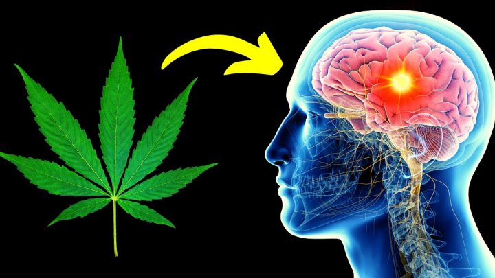 Cu&aacute;les son los efectos que genera el consumo de marihuana en las personas
