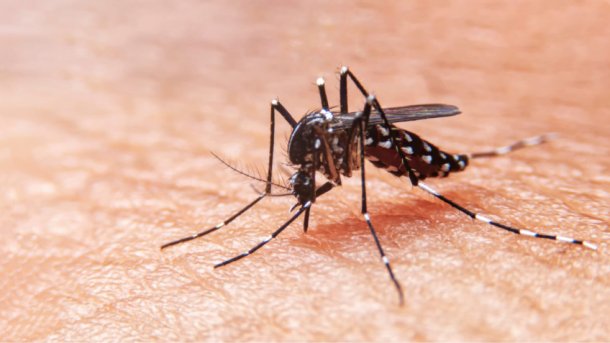 El infectólogo Eduardo López afirmó que “tenemos un brote de dengue"