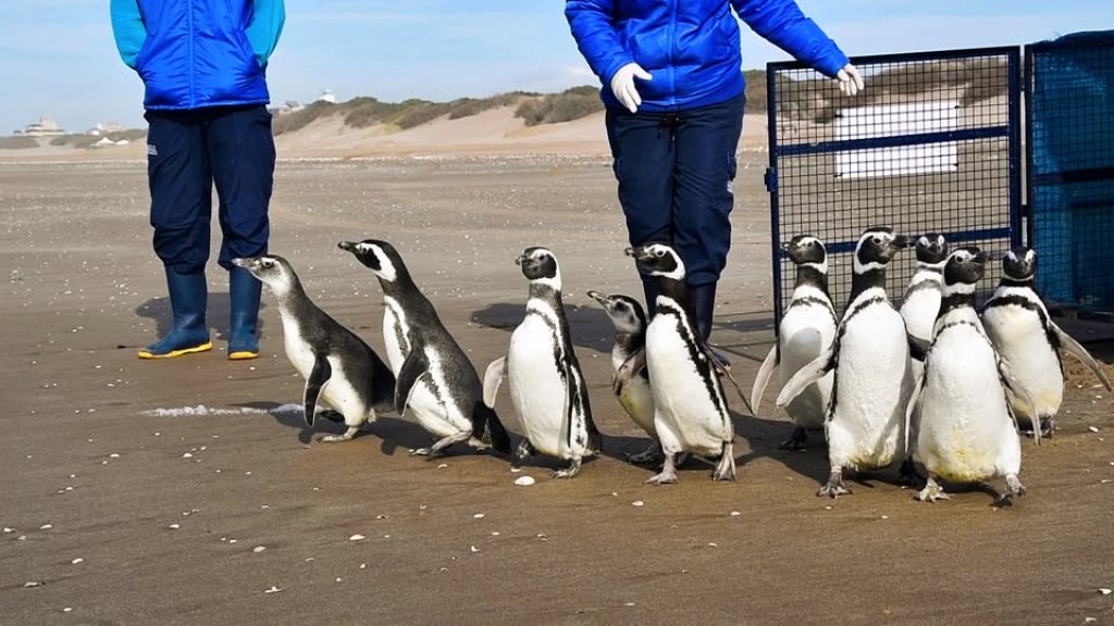 Gloria Veira: “Nos ocupamos de aquellos animales que aparecen enfermos o lastimados en la playa”