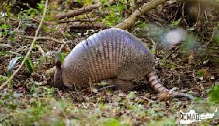 Incendios en Corrientes: buscan armar un refugio para los animales silvestres