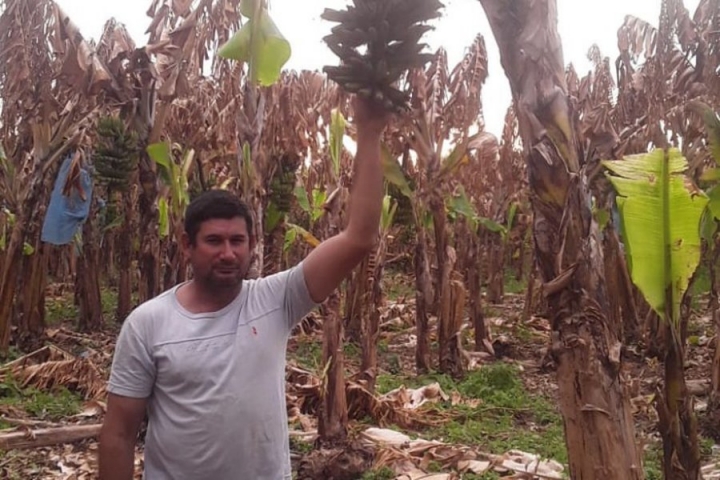 “De patrón pasaré a ser peón y a sacar plata de donde sea para sustentarme”: Las heladas arrasaron con su plantación de bananas y pide solidaridad