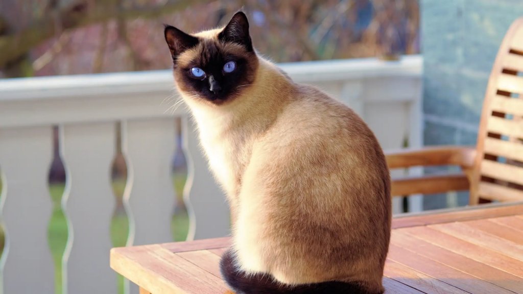 Día internacional del gato: de la terapia con ellos a la mala suerte