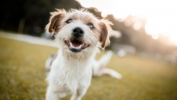 Fin del misterio: ¿Cómo se calculan los años de los perros?
