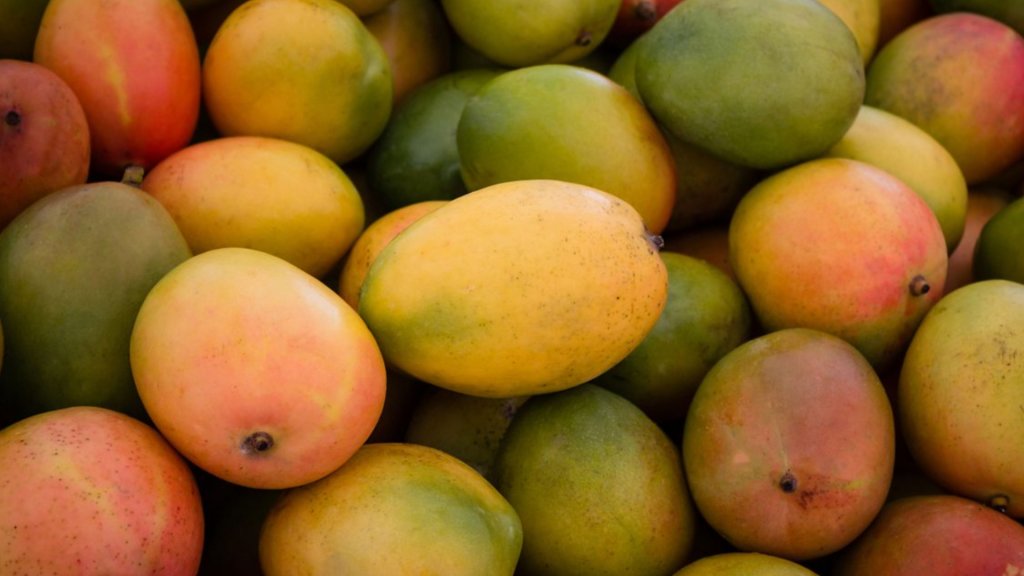 Colonia Santa Rosa, Salta: el mango se pudre por la falta de mano de obra