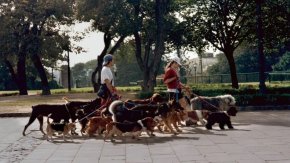 Curso para paseadores de perros en la UBA: récord de mascotas en Argentina