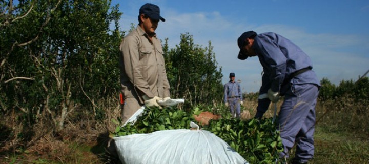 Yerba y Té: producción clave en la provincia de Misones