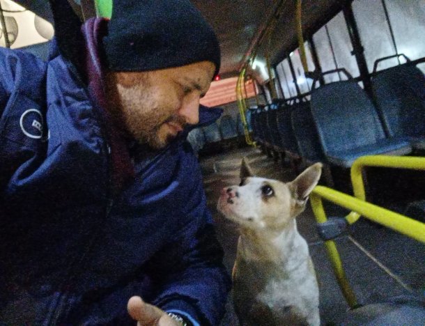 Corchito: el perro que acompaña a los colectiveros y es furor en La Plata