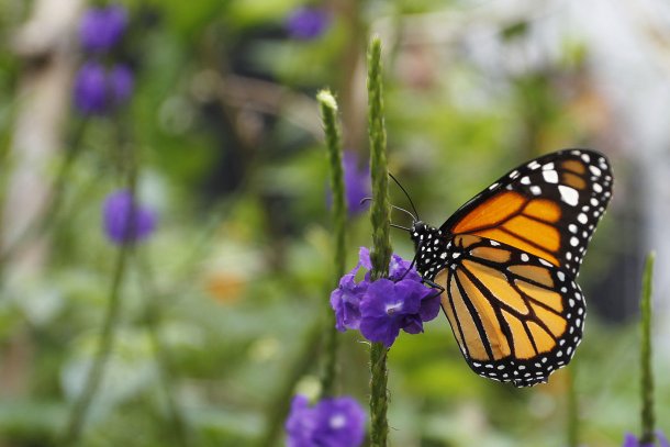 Soledad Mesías Blanco: "La presencia de mariposas de varias especies indica la buena calidad del ambiente”