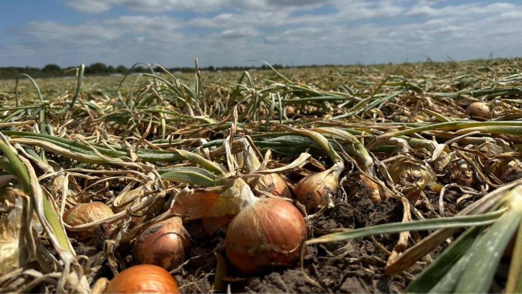 La cebolla se transformó en el principal cultivo hortícola de Río Negro