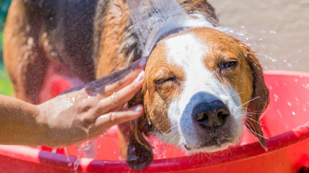 Todas las recomendaciones para la salud de las mascotas en el verano