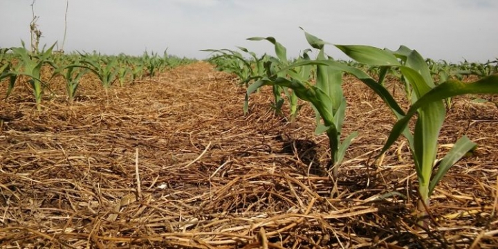 Un poco de lluvia y algo de precio: Los dos ingredientes para la resurrección de las expectativas en maíz