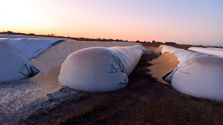 Siguen los delitos en el campo contra las silobolsas