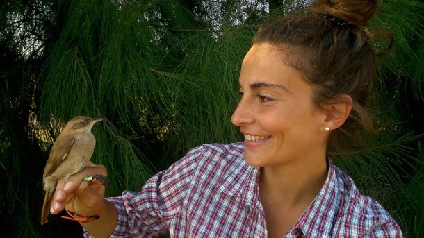 Bi&oacute;logos argentinos se encuentran investigando al hornero y su nido