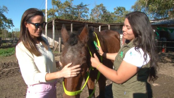 Florencia Sampietro: "Rescatamos los caballos que son descartados por diversos motivos y los que van a faena"