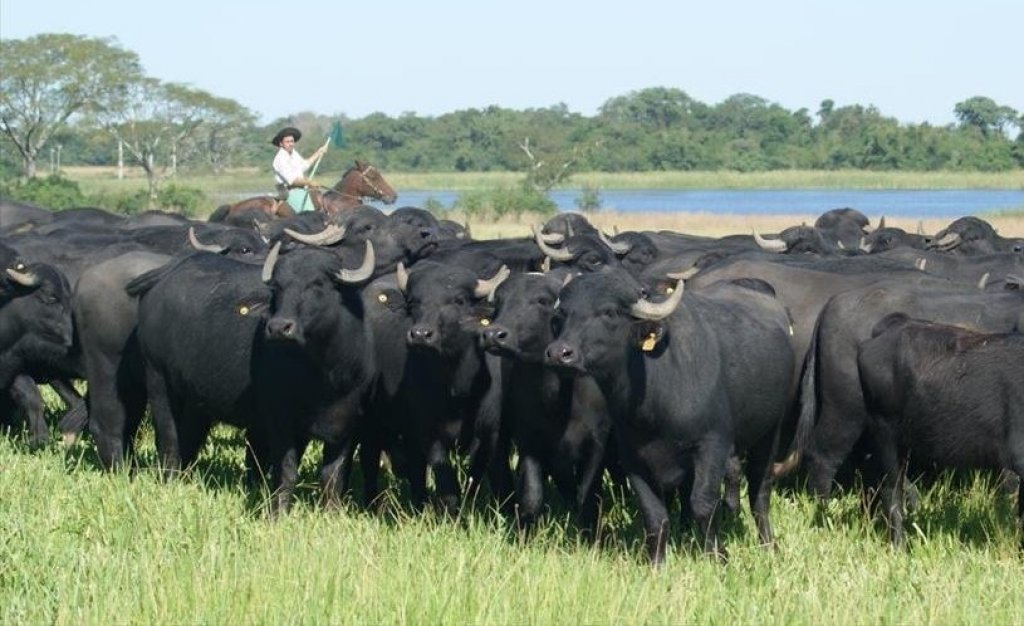 Irina Martínez: “El búfalo es un animal que está criado casi 100% a campo natural”