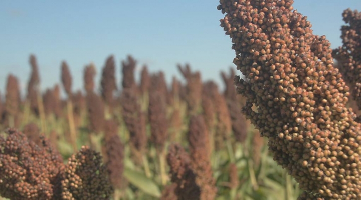 Sorgo forrajero: Lanzaron un híbrido para combatir malezas 