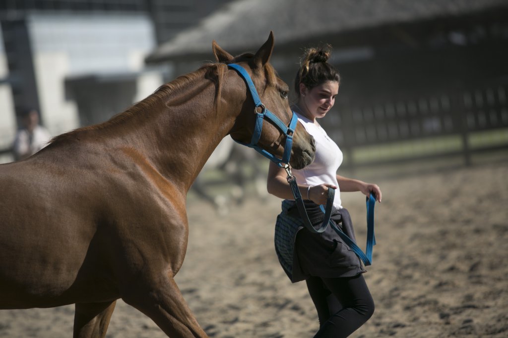 Llega "Nuestros Caballos" a La Rural en su 20° edición