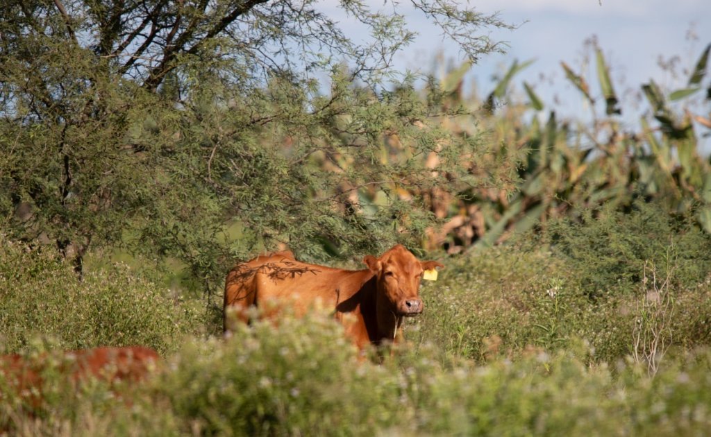 Campo Limpio: La Reserva Estancia El Bagual en Formosa que produce cuidando el ambiente