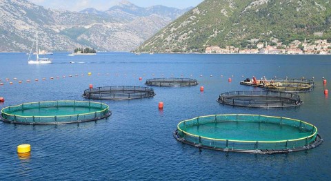 Sergio Bolasina: "La acuicultura es el cultivo de diversas especies marinas"