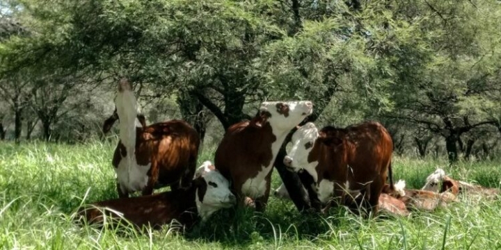 El coordinador forestal del INTA, Pablo Peri, dice que hay un gran margen para cuidar el bosque y además hacerlo productivo