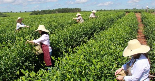 Irma Fraga: "La mayoría de los té que hacemos son cosecha y elaboración manual"