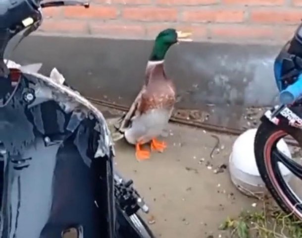 Rescató a un pato que estaba perdido en una comisaría de Puerto Madryn