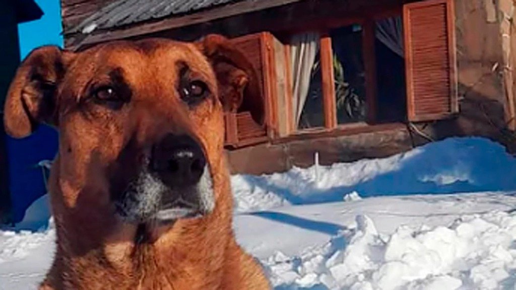 Tiene al perro más fiel que la espera en la puerta del trabajo: “Apareció en un momento justo y es mi compañero”