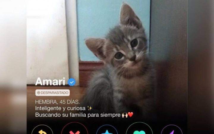 Gati Tinder: el novedoso método para adoptar gatitos